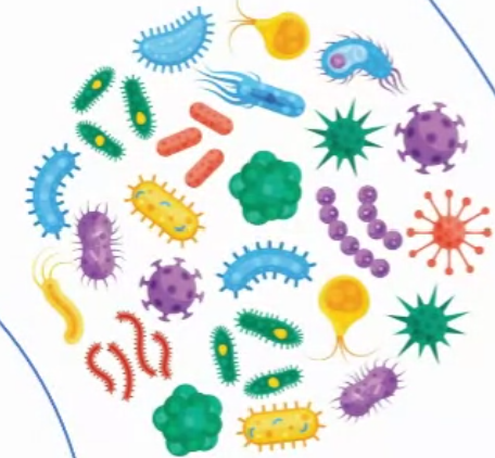 Coxsackievirus IgG kit